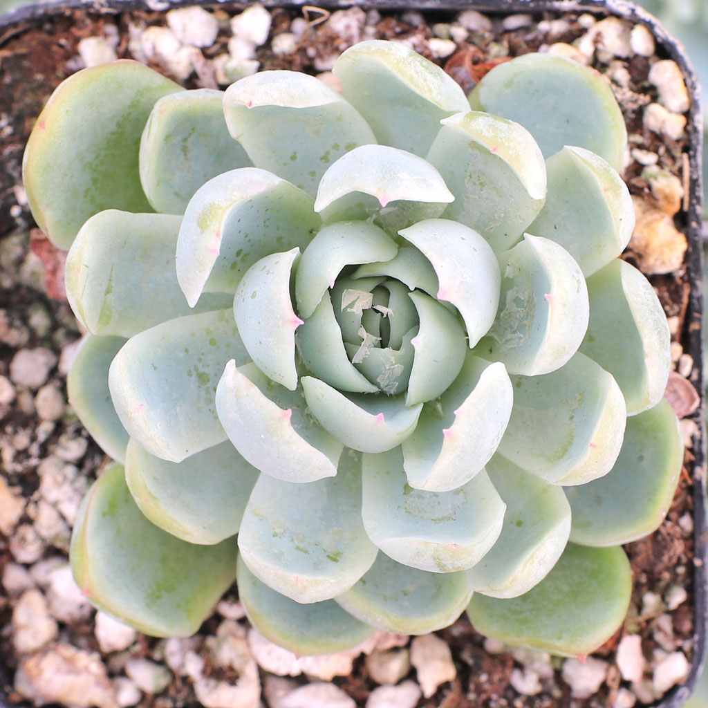 Echeveria elegans - Mexican Snowball Questions & Answers