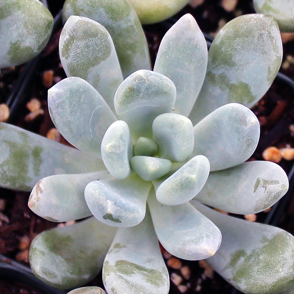 How often does pachyveria nloom