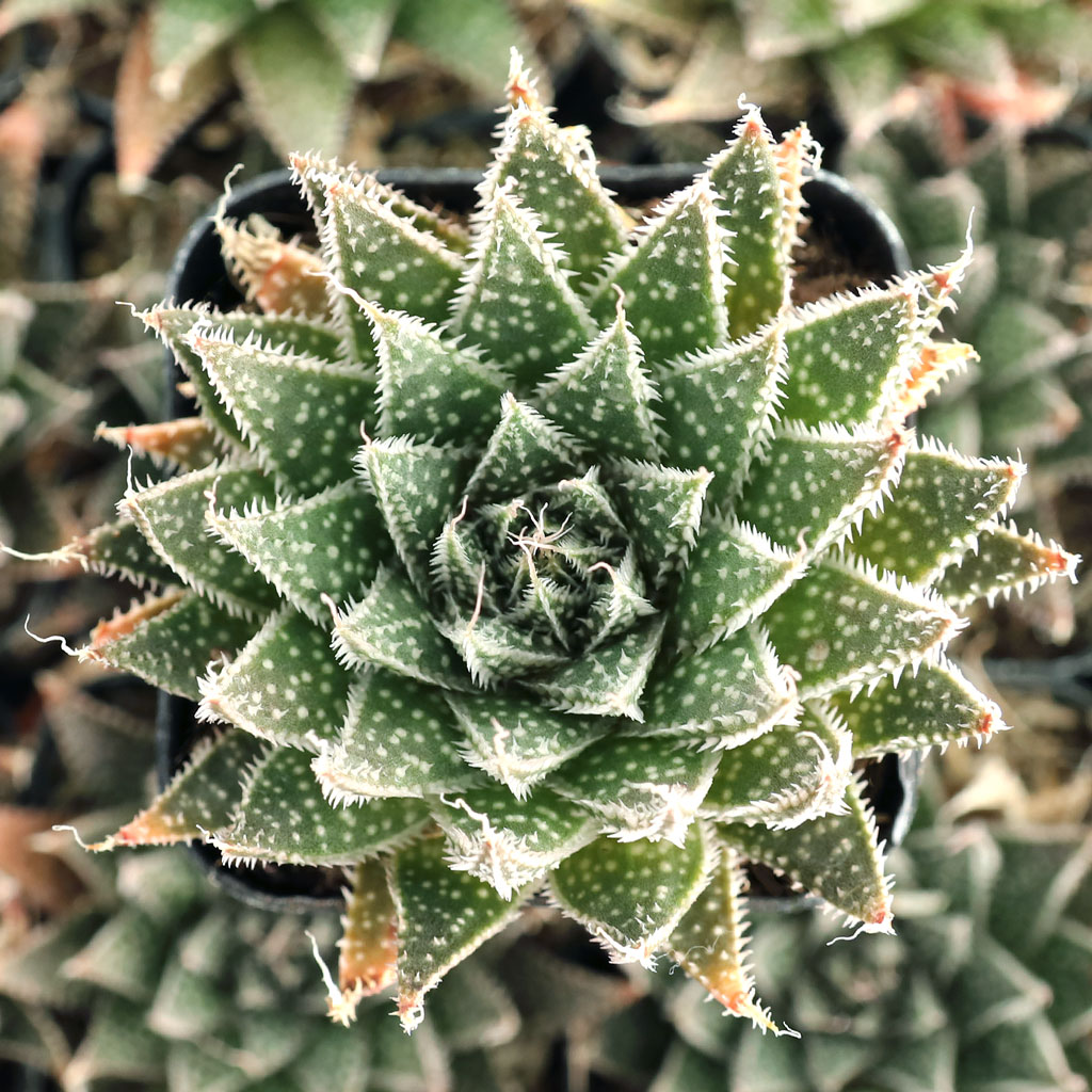 Aloe aristata - Lace Aloe Questions & Answers