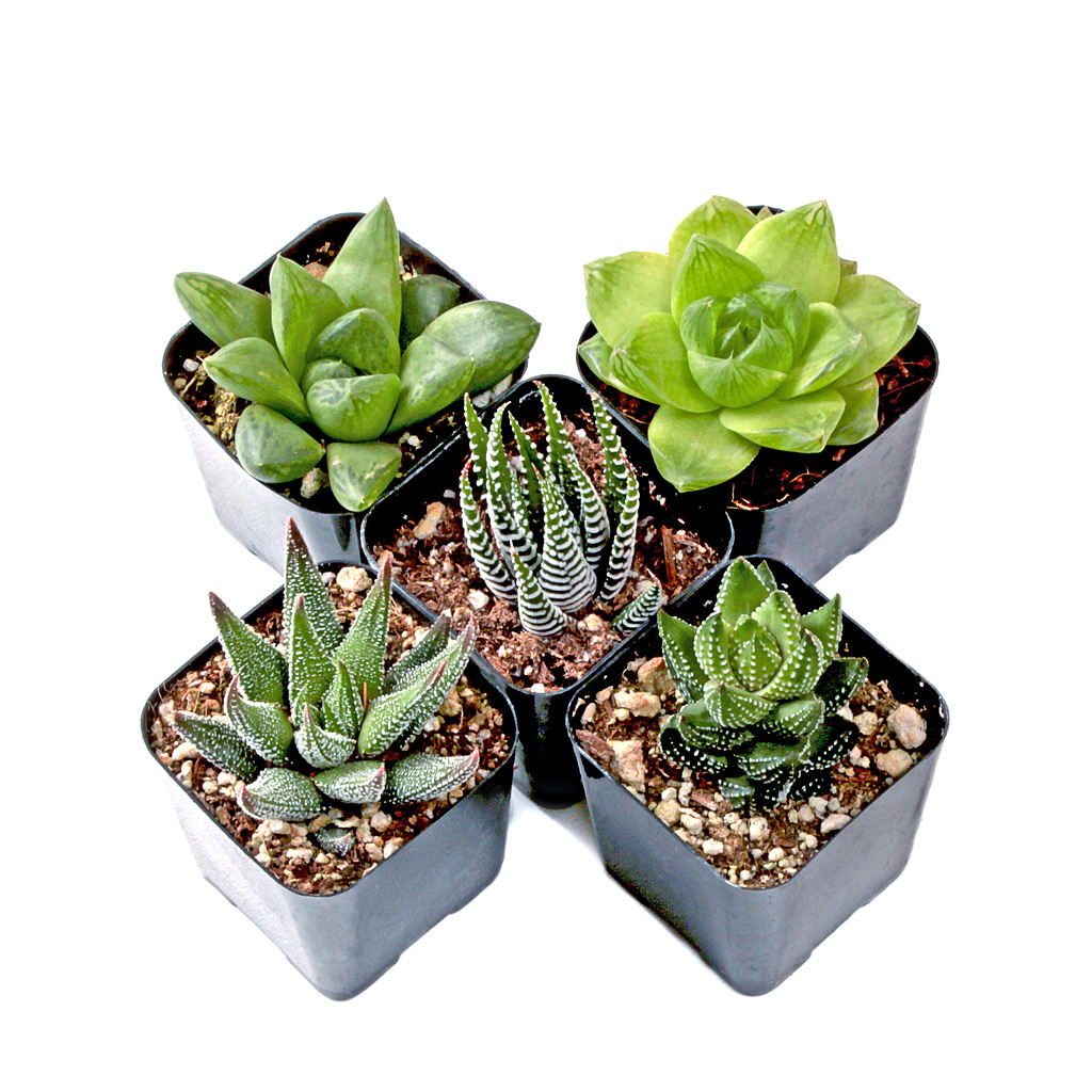 Haworthia Set of 5 Questions & Answers