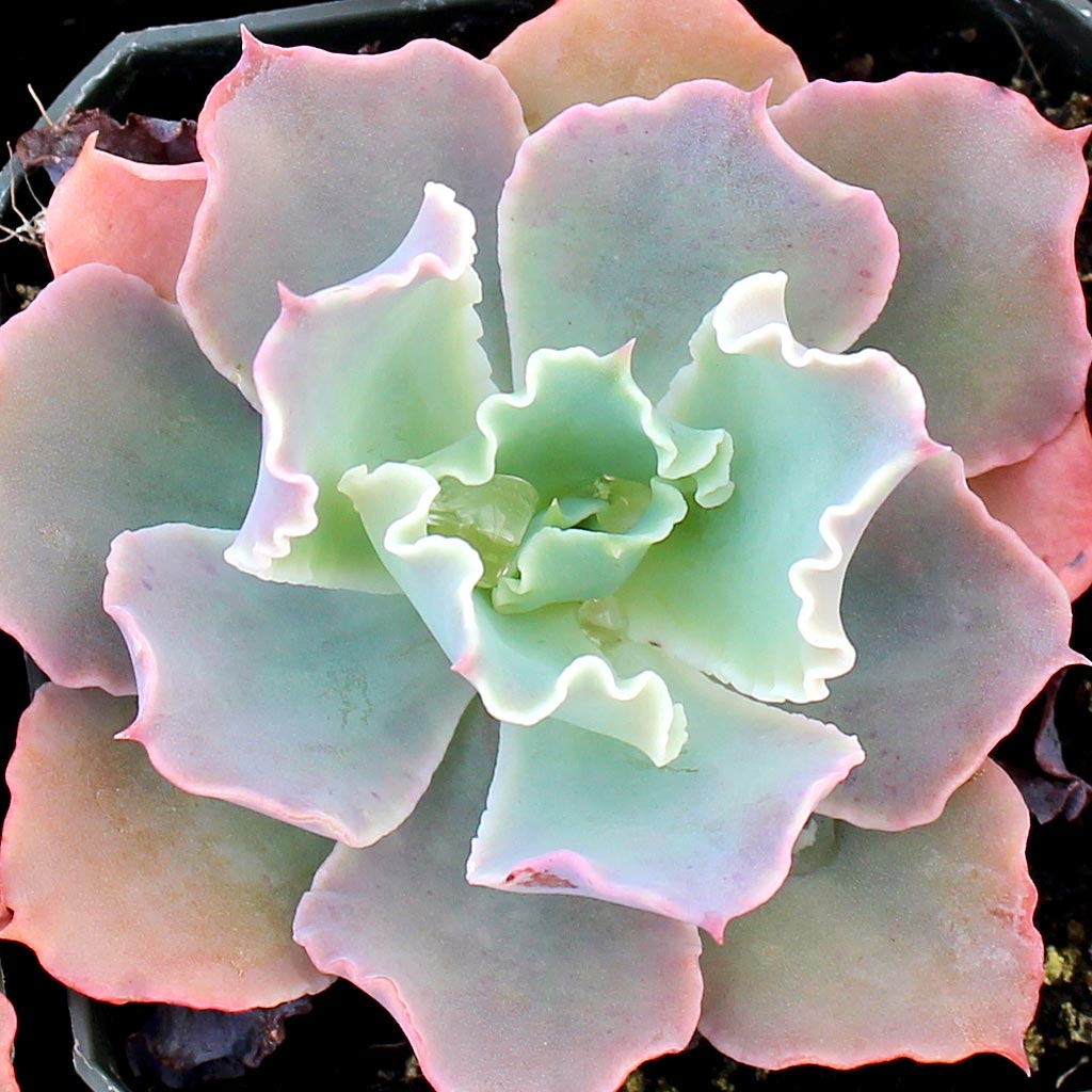 Echeveria 'Crinoline Ruffles' Questions & Answers