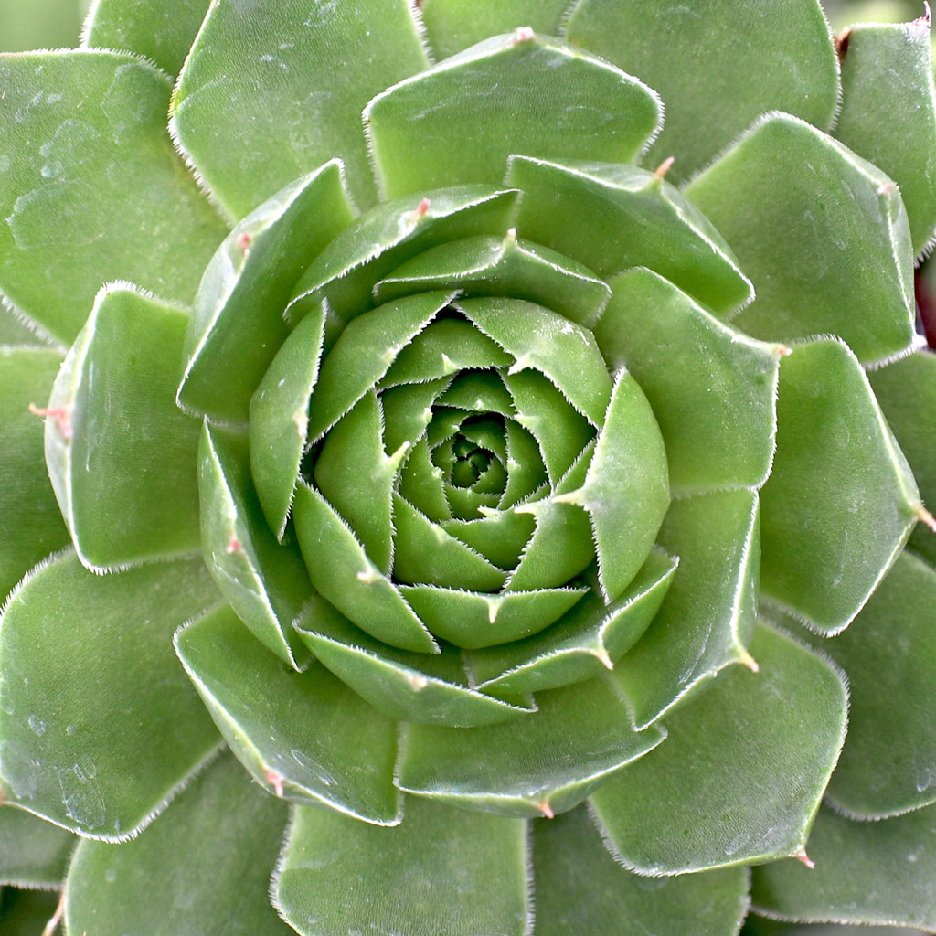 Pictures of Silver King hens and chicks blooming