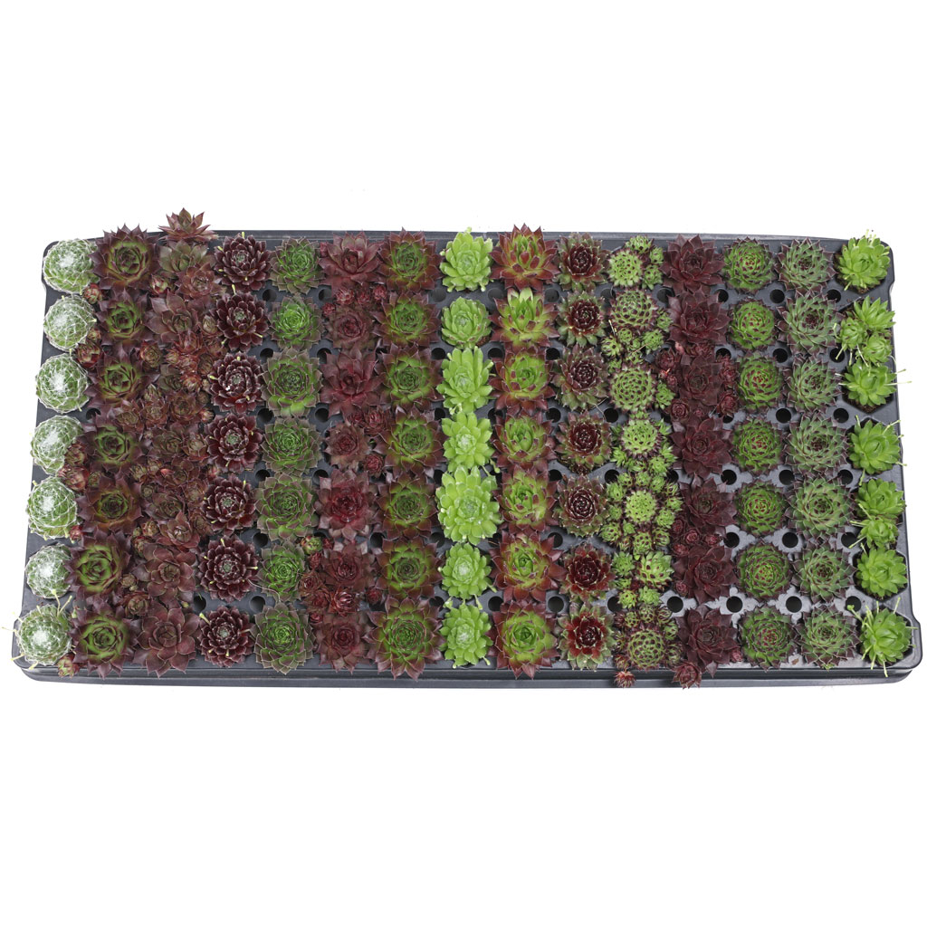 Sempervivum Bulk 105 Tray - 15 Types - 1.2in Plugs Questions & Answers