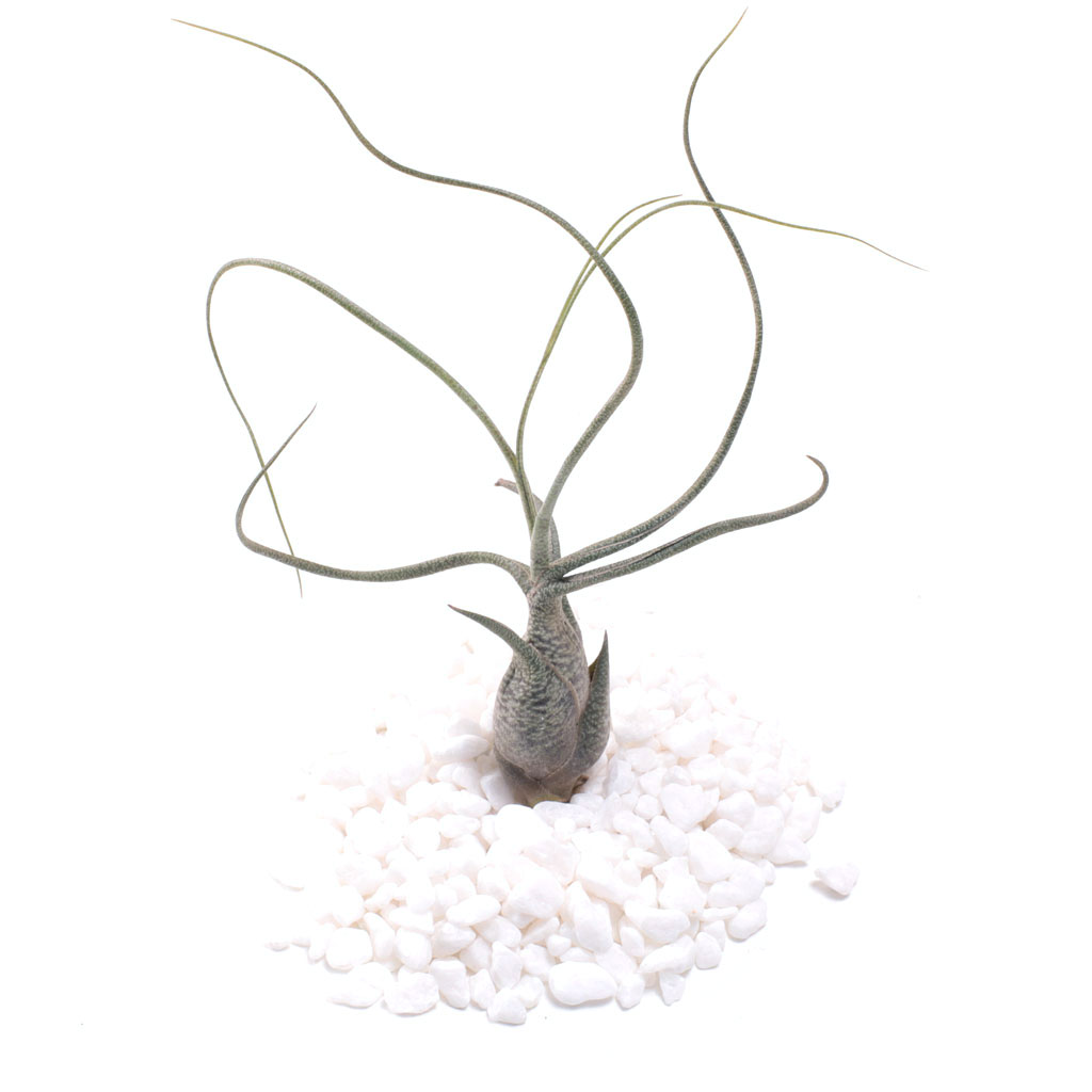 Soaking an airplant