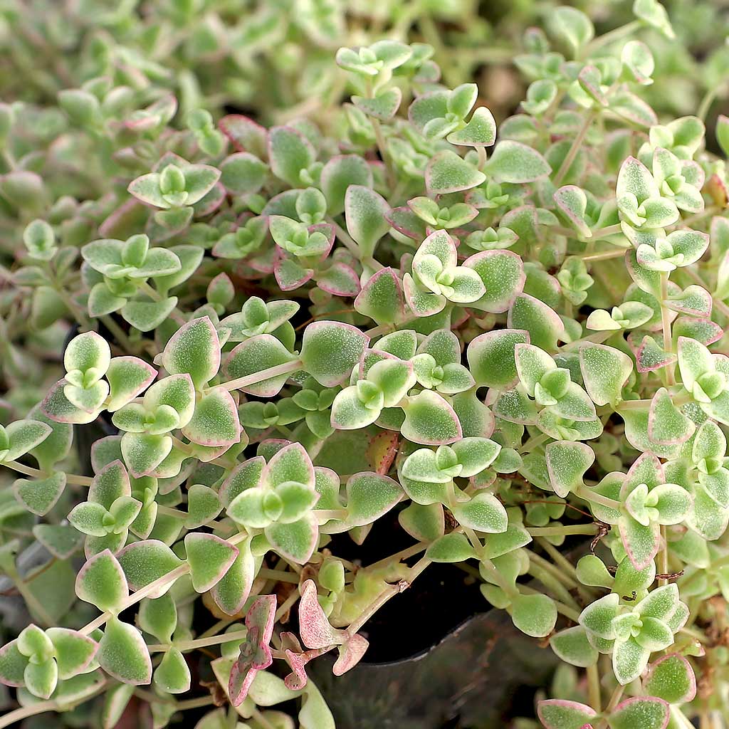 why does my sedum little missy get black patches that die? It is planted outside in full sunlight and temps 90