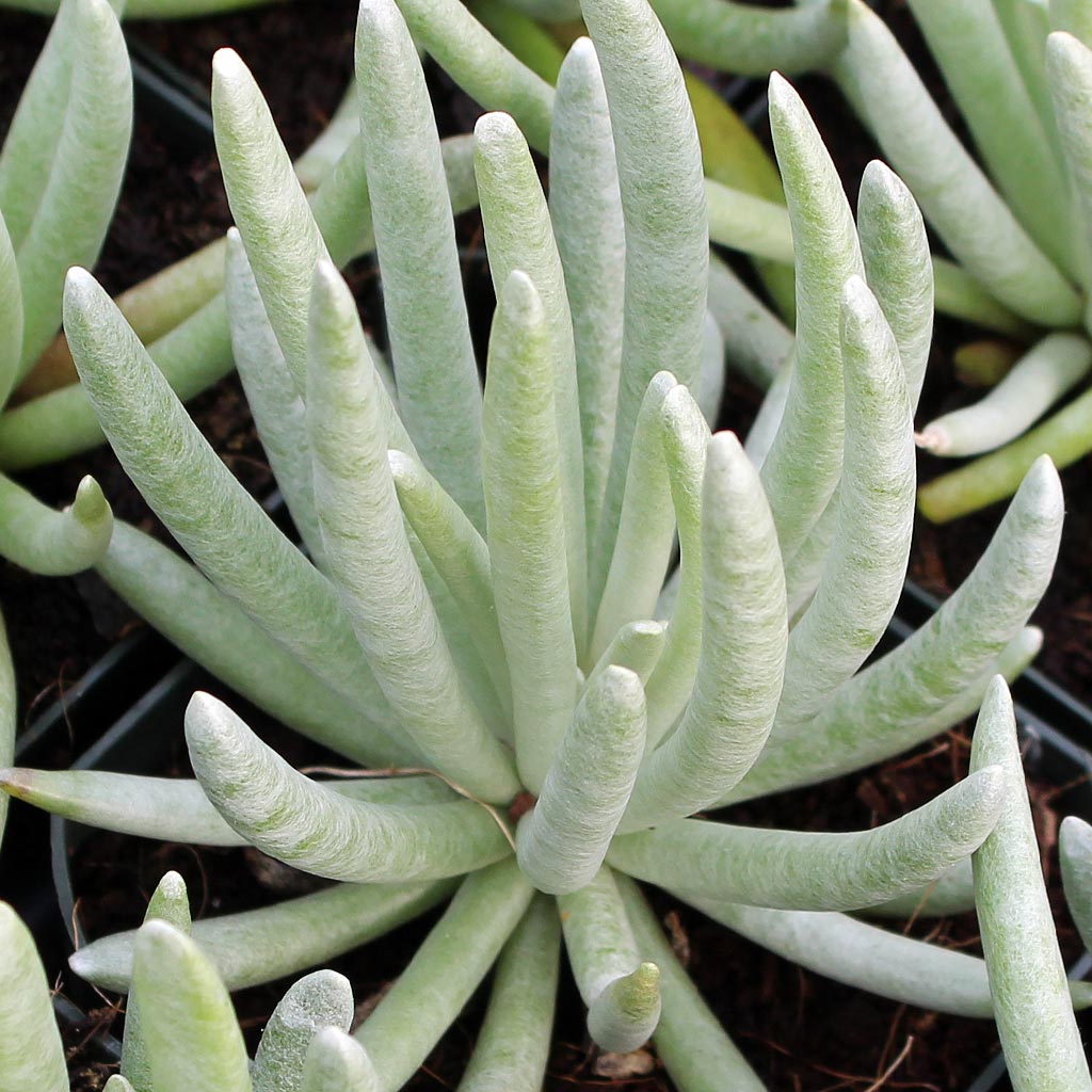 Senecio scaposus Questions & Answers