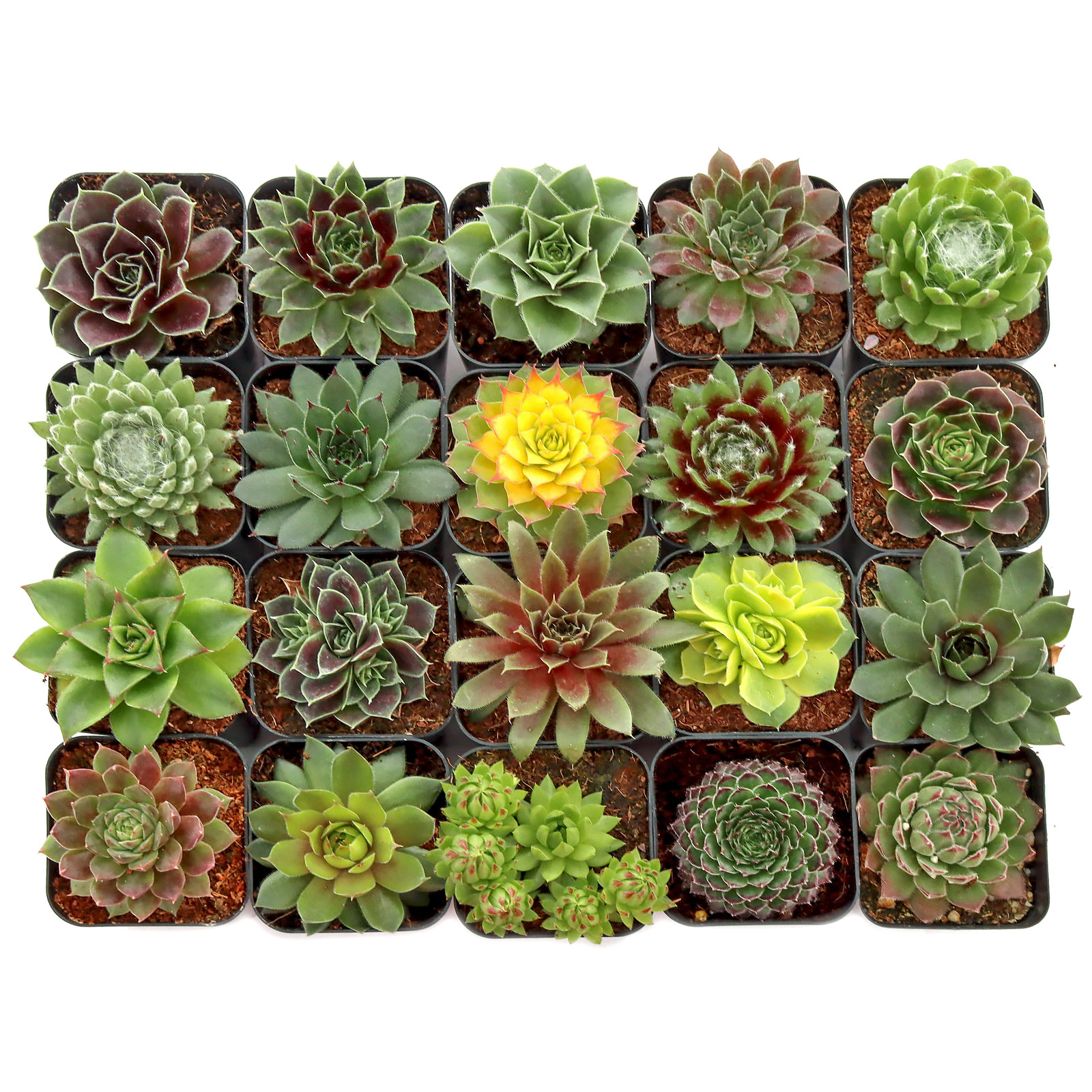 Sempervivum 20-Pack (20 Varieties, 2" Pots) Questions & Answers