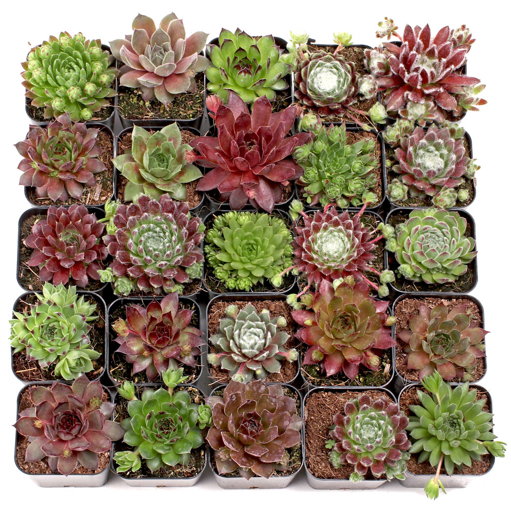 Sempervivum Bulk 25 Tray - 25 Types w/ ID - 2in Pots Questions & Answers