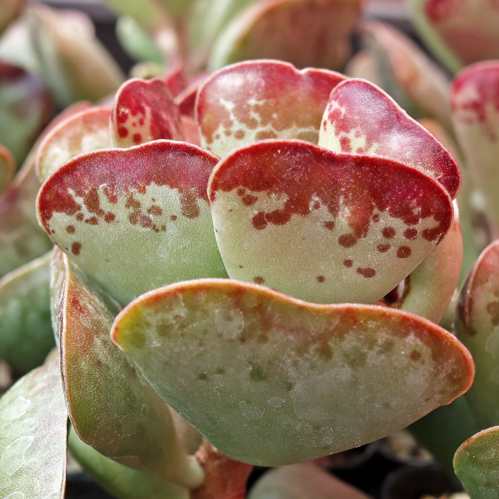 how big is plant when it arrives (Adromischus triflorus 'Calico Hearts')