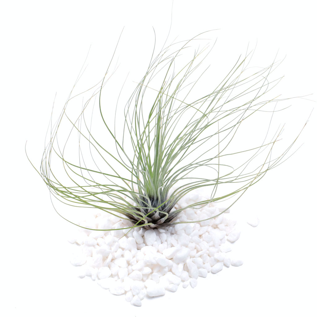 My Tillandsia filifolia looks dried out and crispy. I soak once a week for an hour. Is that not enough?