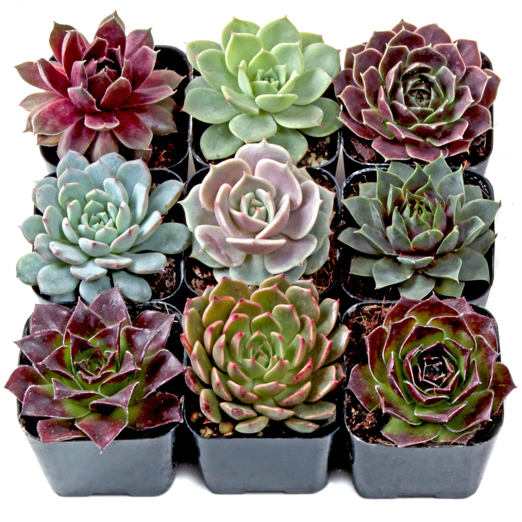 Is the rossette set of 9 has different varieties than Serpervivum set of 4?