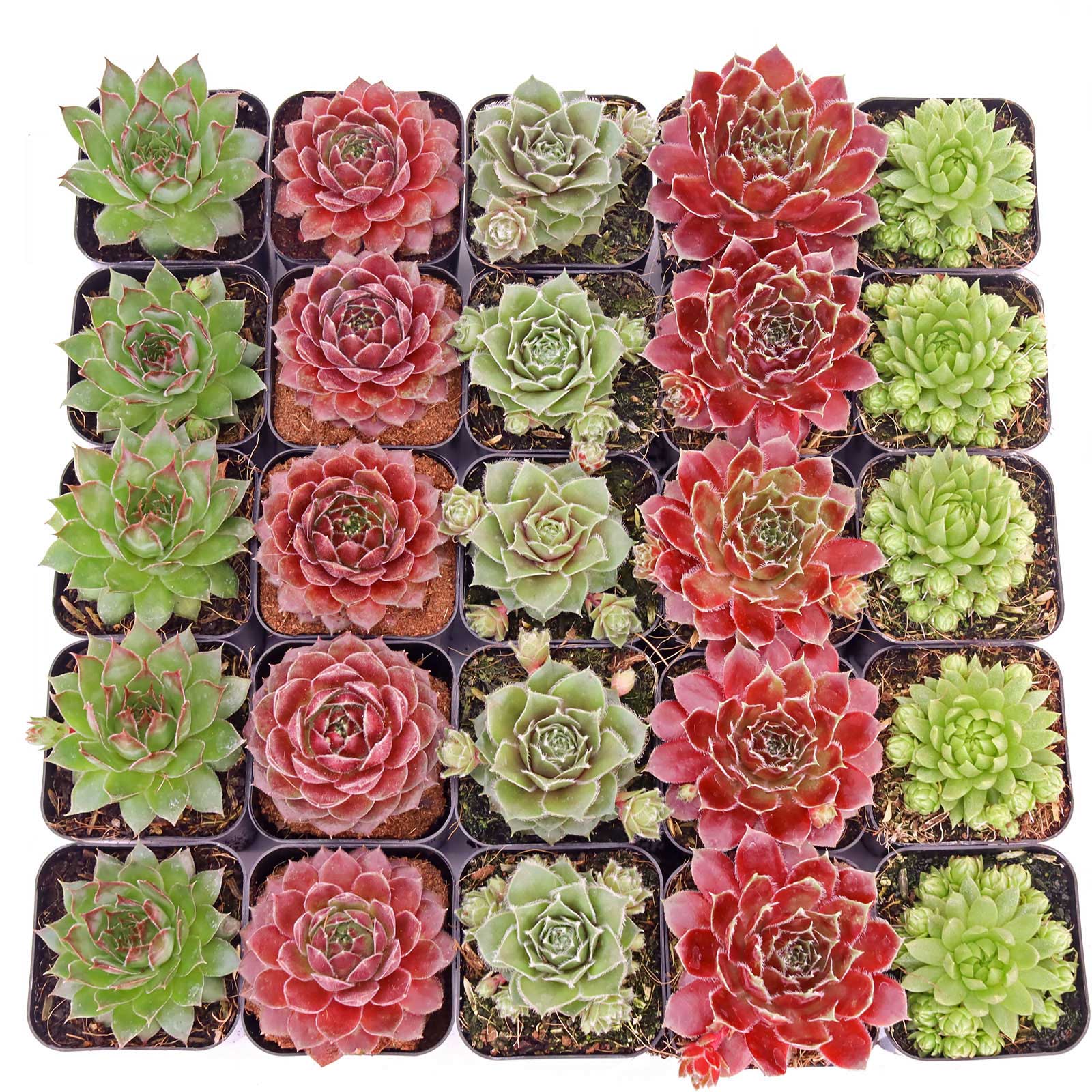 Do plant labels come with bulk packs?