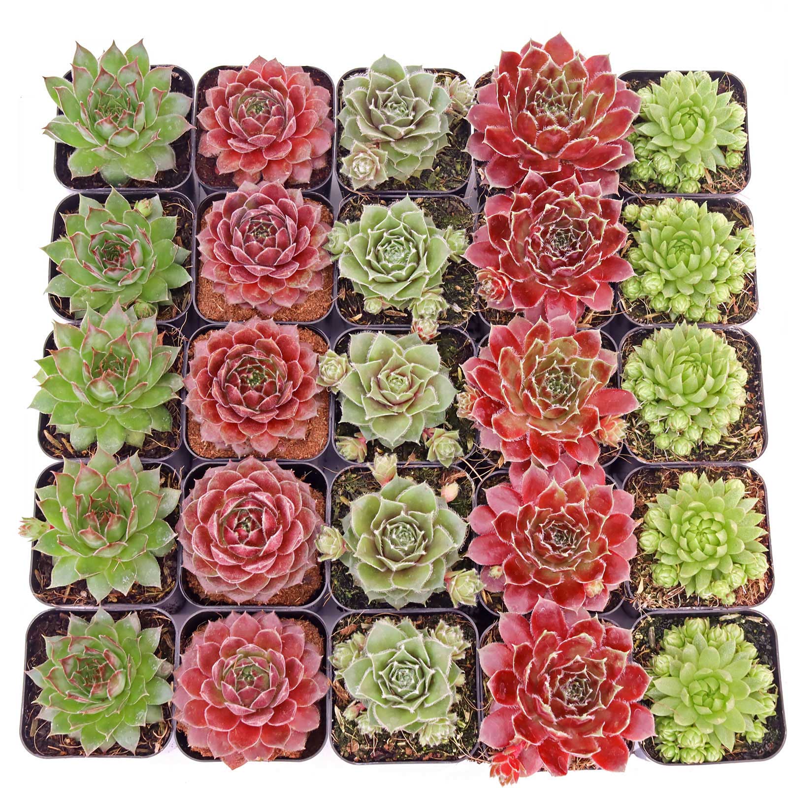 Sempervivum Bulk 25 Tray - 5 Types w/ ID - 2in Pots Questions & Answers