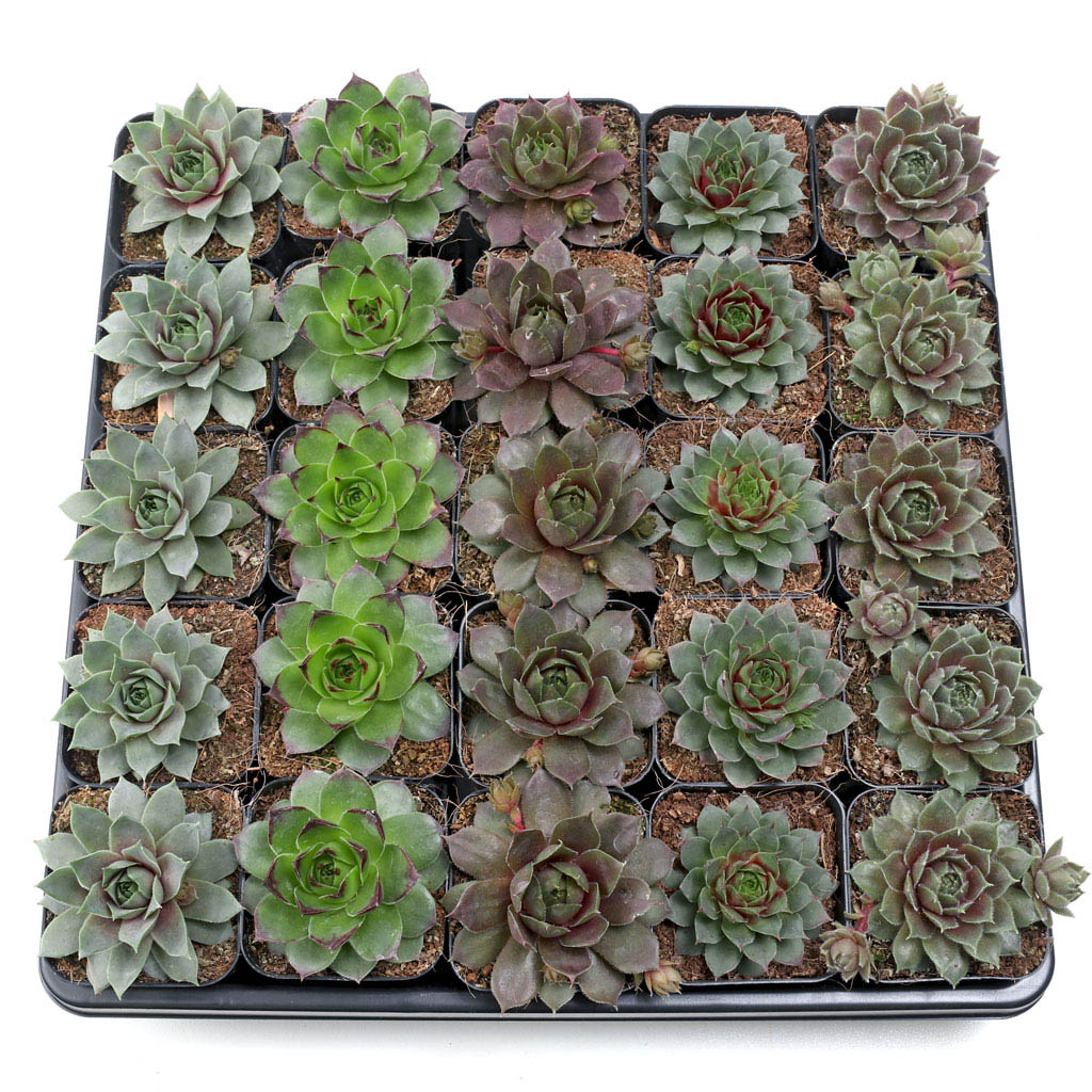 Sempervivum Bulk Pack (25-50 Plants, 2" Pots) Questions & Answers