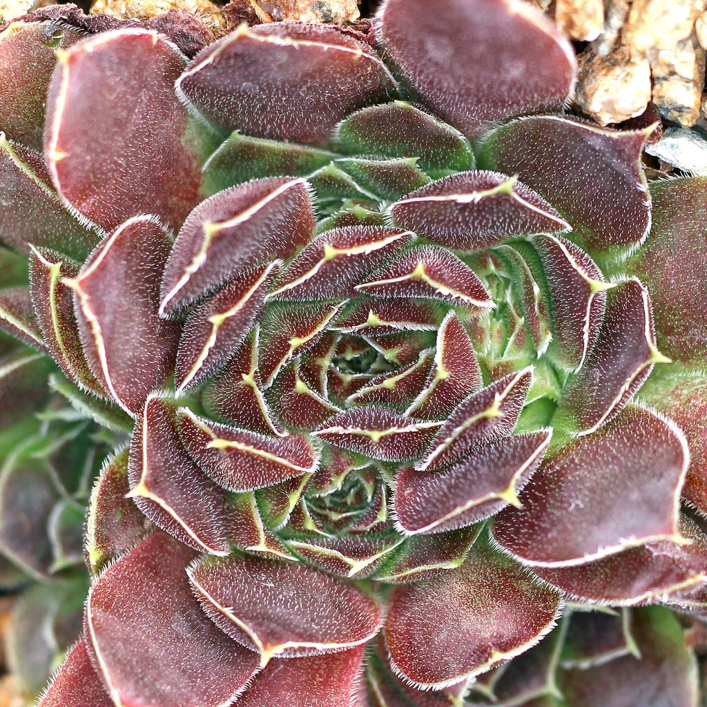 Sempervivum heuffelii 'Beaver' Questions & Answers