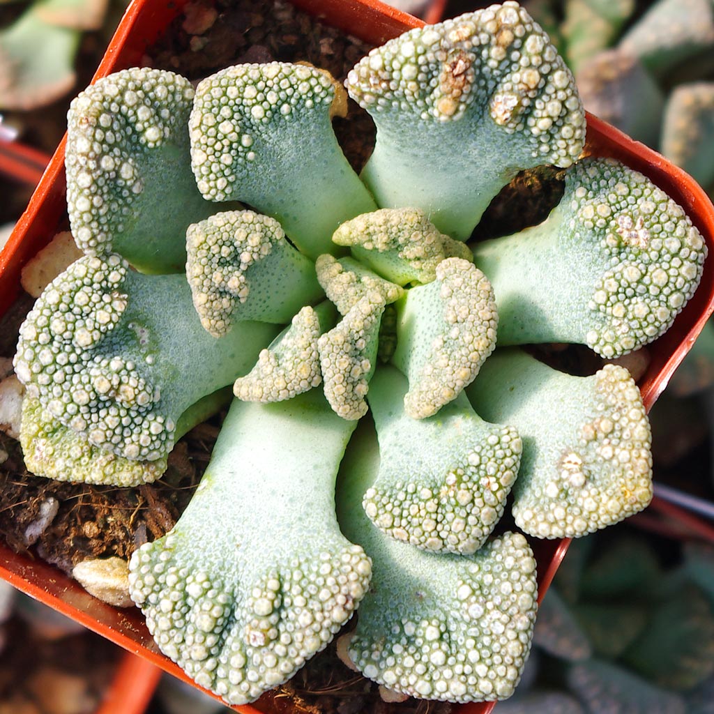 My cementleaf resembled pebbles last night, today full gorgeous yellow blooms .Closed evening, maybe due to cold.