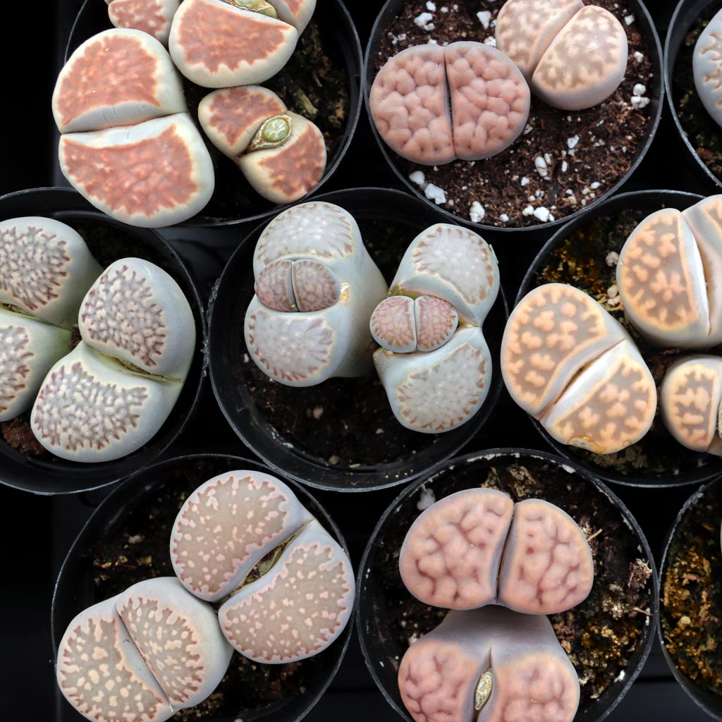 My Lithops came with spent blooms in the center.  What should I do?