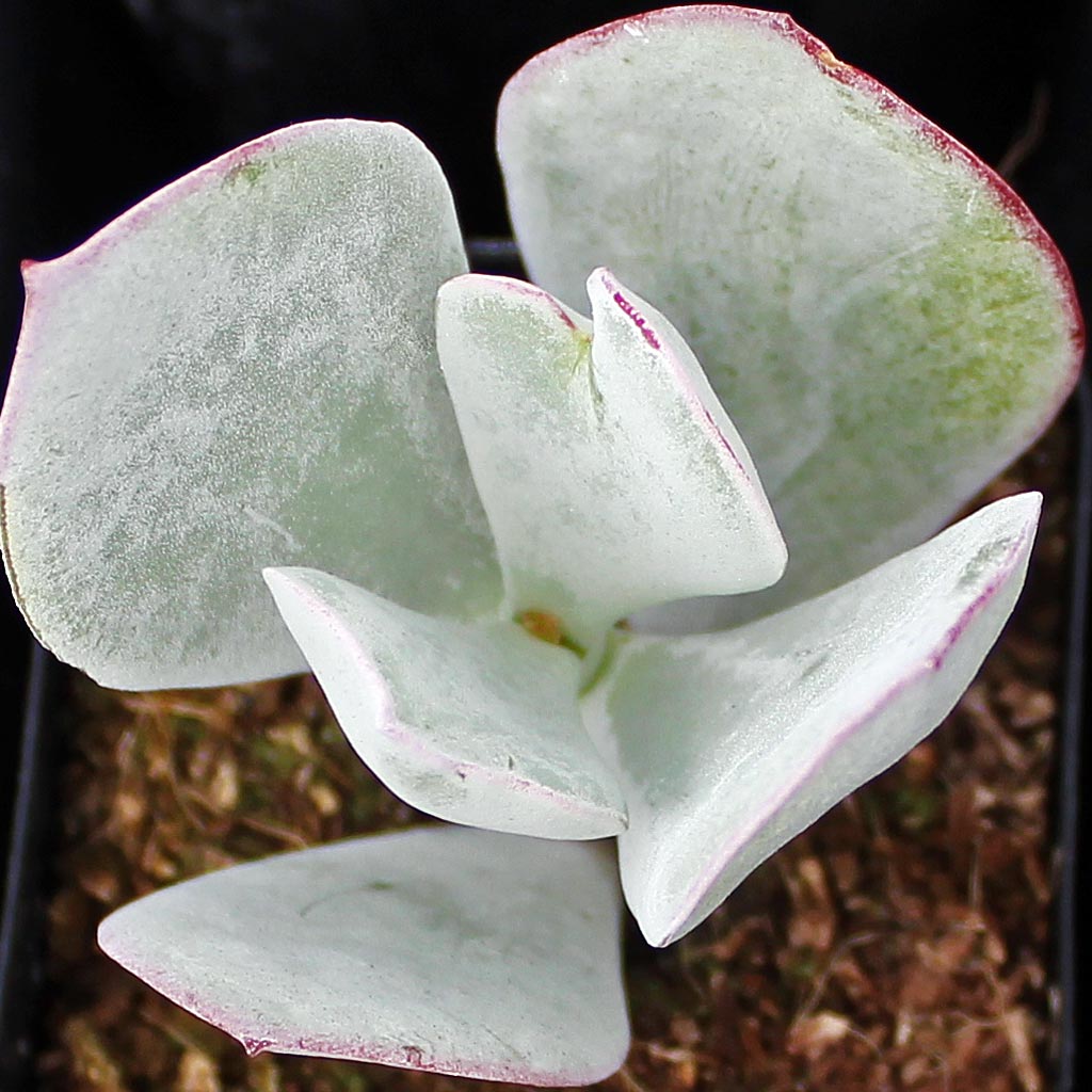 Cotyledon orbiculata - Pig's Ear Questions & Answers