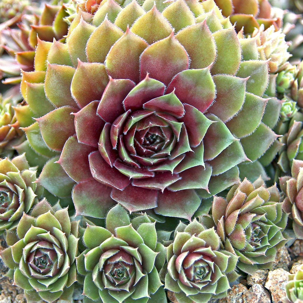 How do you pick which exact color hens and chicks you want to purchase?  There are many colors for each plant name.