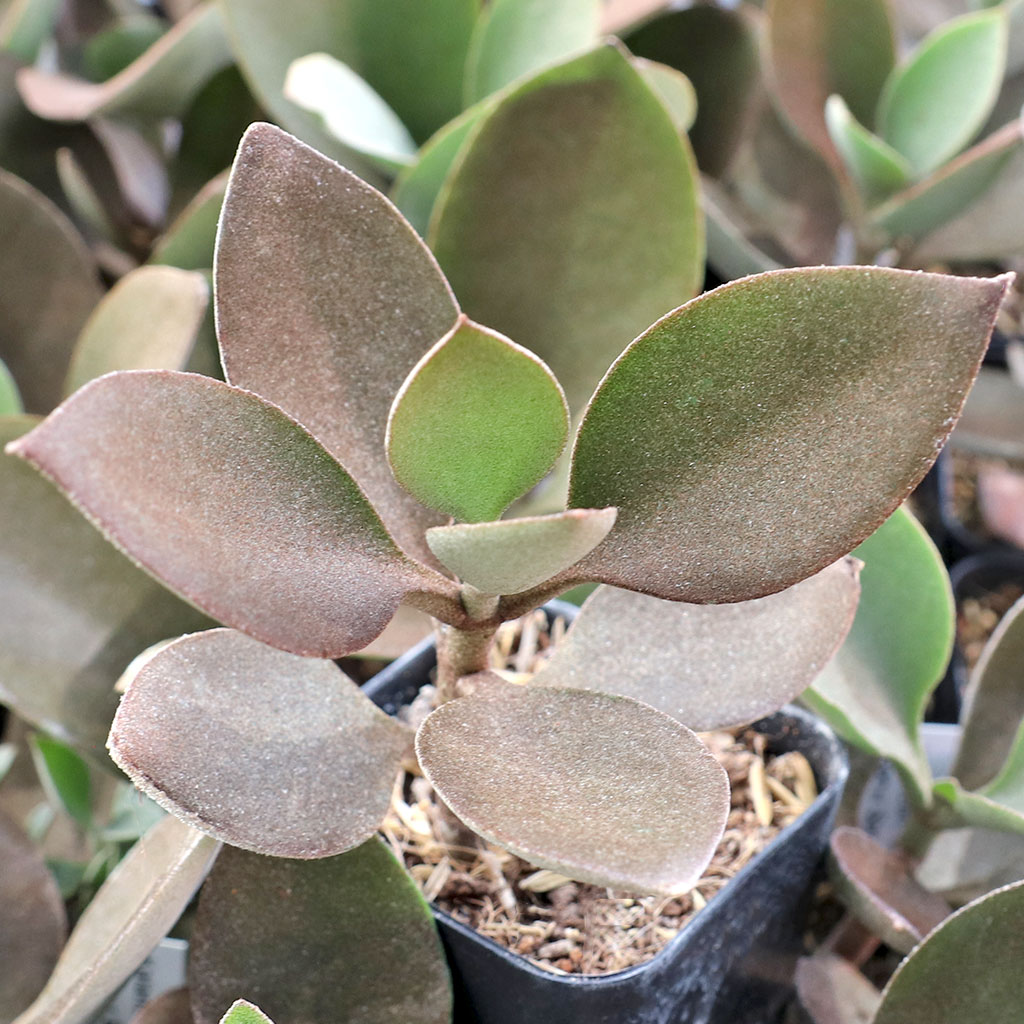 Will kalanchoe orgyalis cutting grow roots in water?