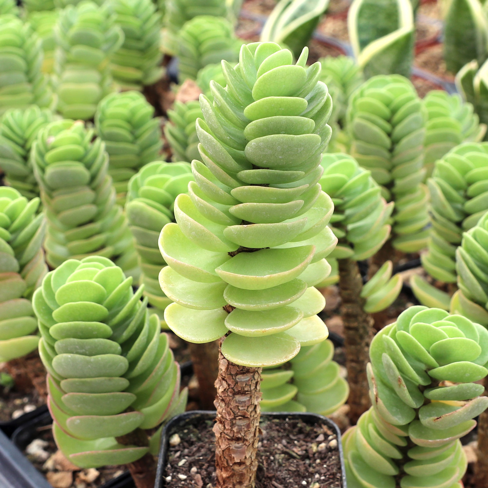 Should the Portulaca molokiniensis lean as it grows?