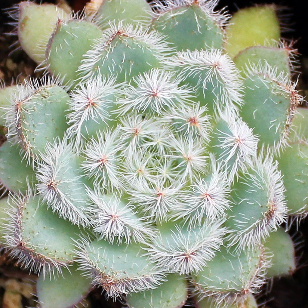 Echeveria setosa var. minor Questions & Answers