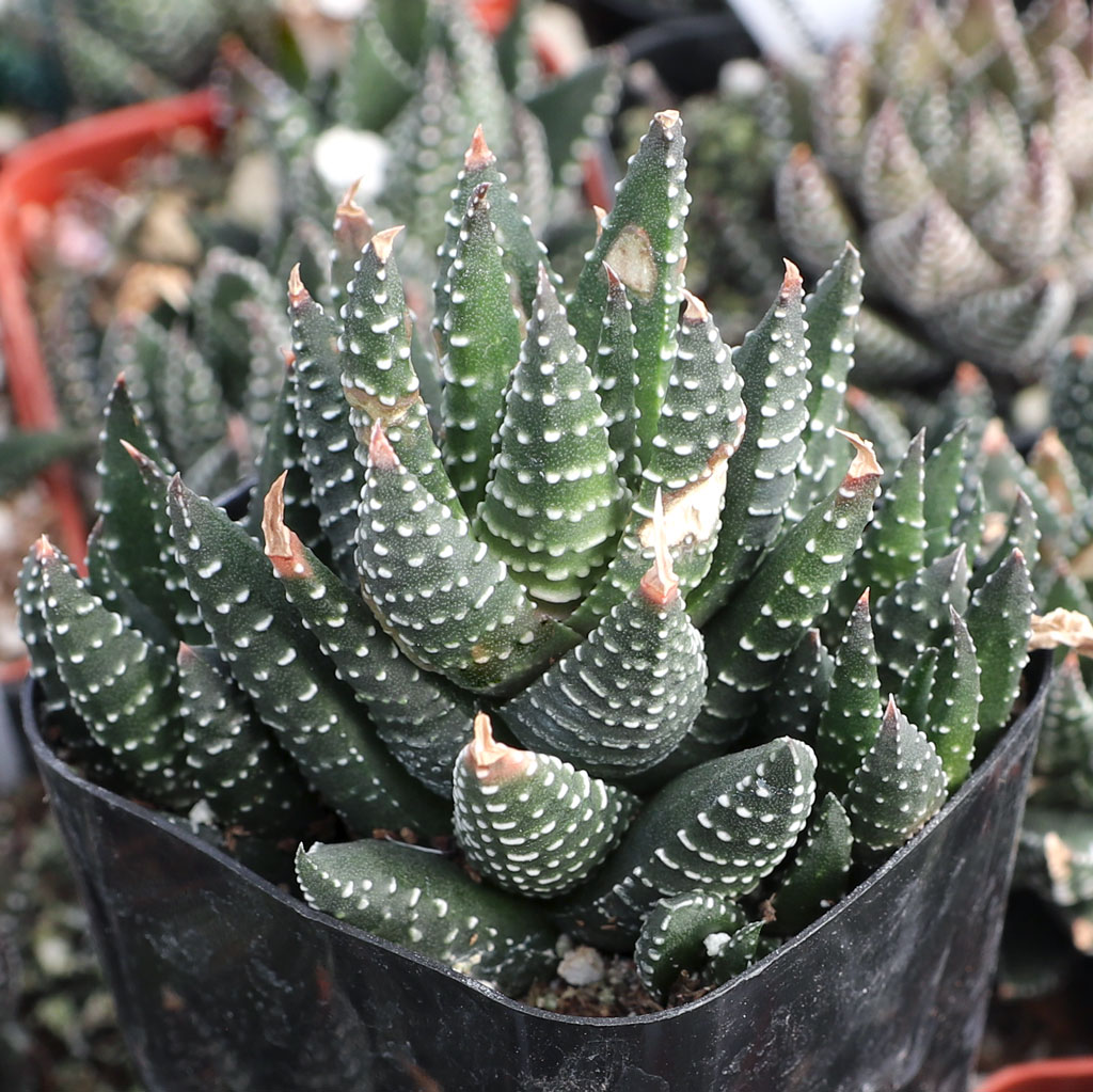 Haworthia coarctata f. baccata Questions & Answers