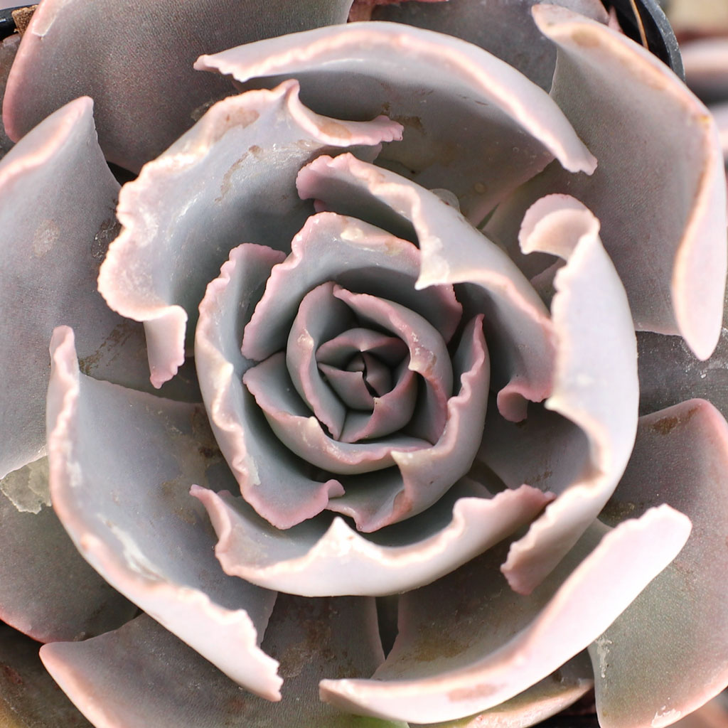 Echeveria shaviana Questions & Answers