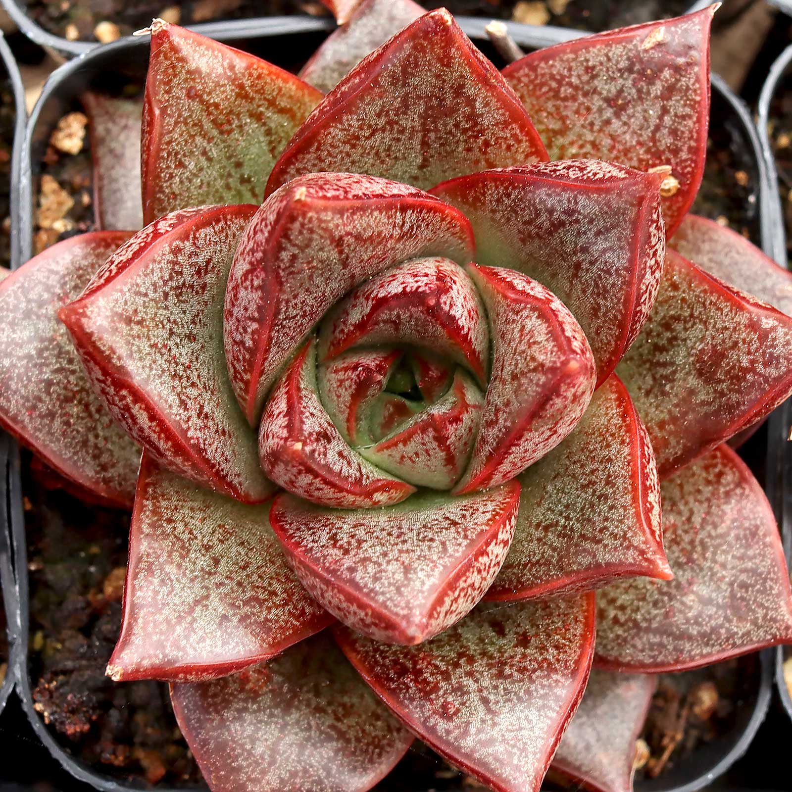 I have several things in my cart. I am looking for a small succulent, that will stay small.