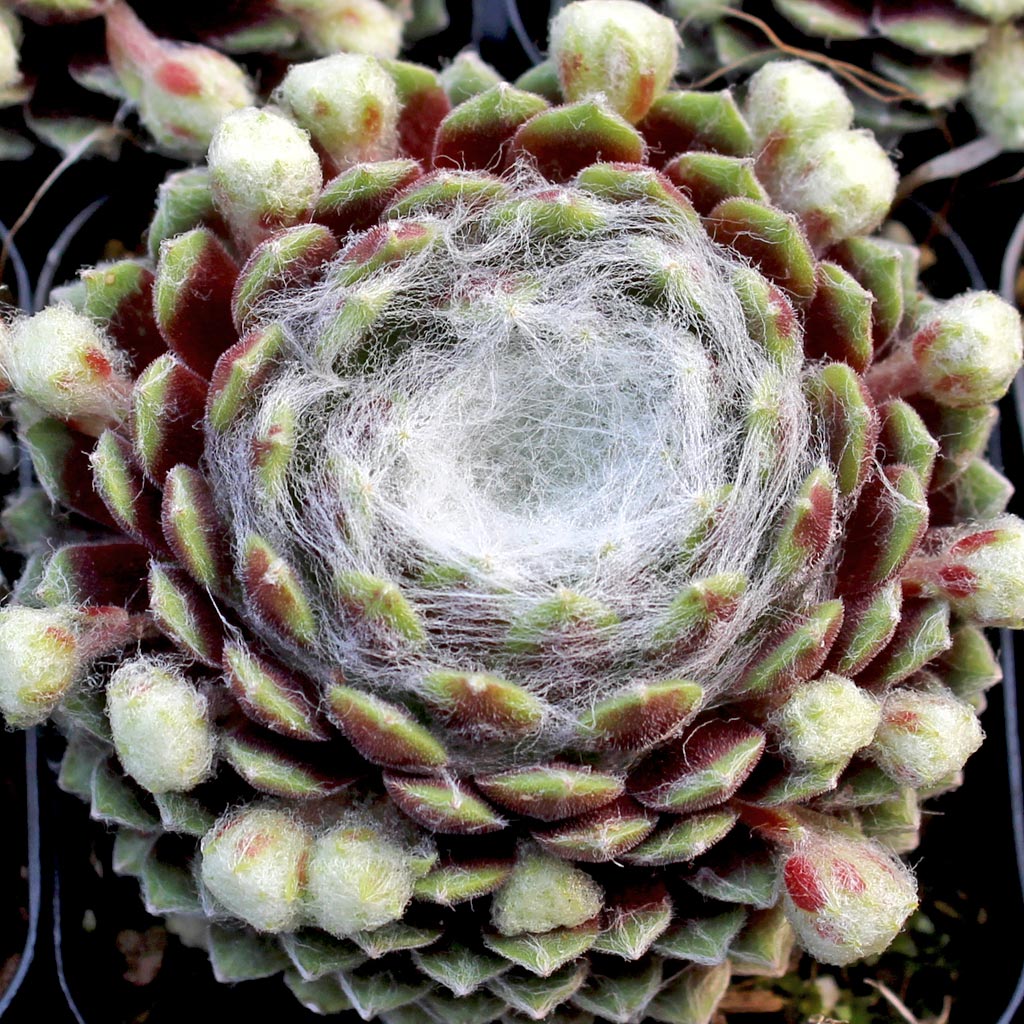 Sempervivum 'Forest Frost' Questions & Answers