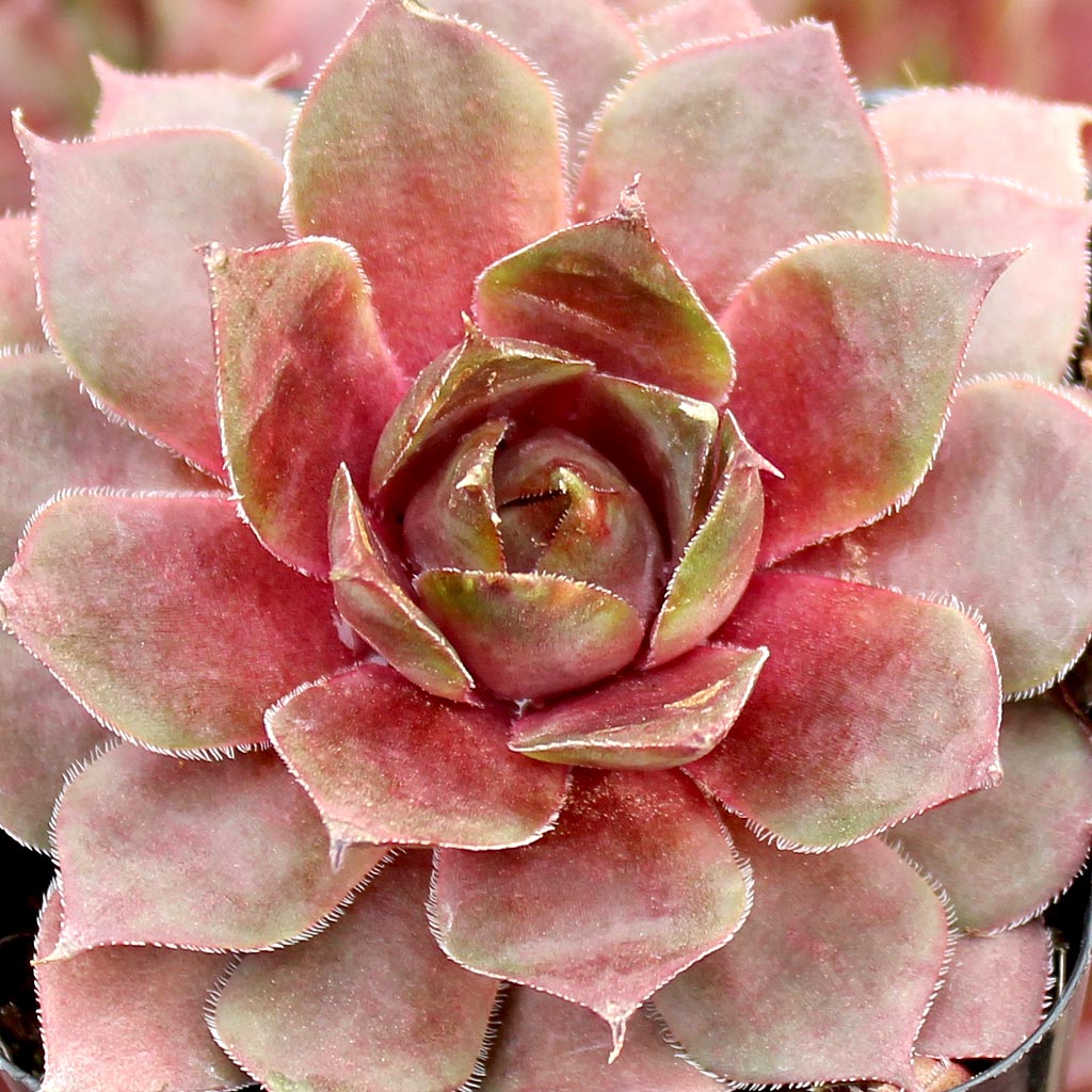 Sempervivum 'Desert Bloom' Questions & Answers