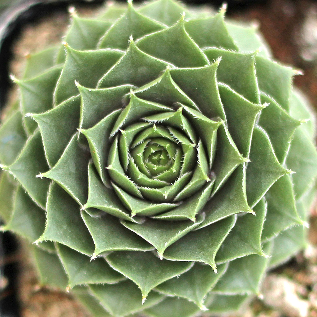 How do I start a sempervivum on a landscape boulder