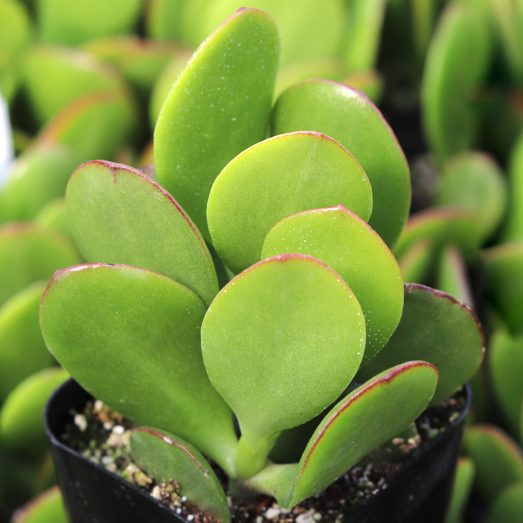 I have brown spots on my jade plant