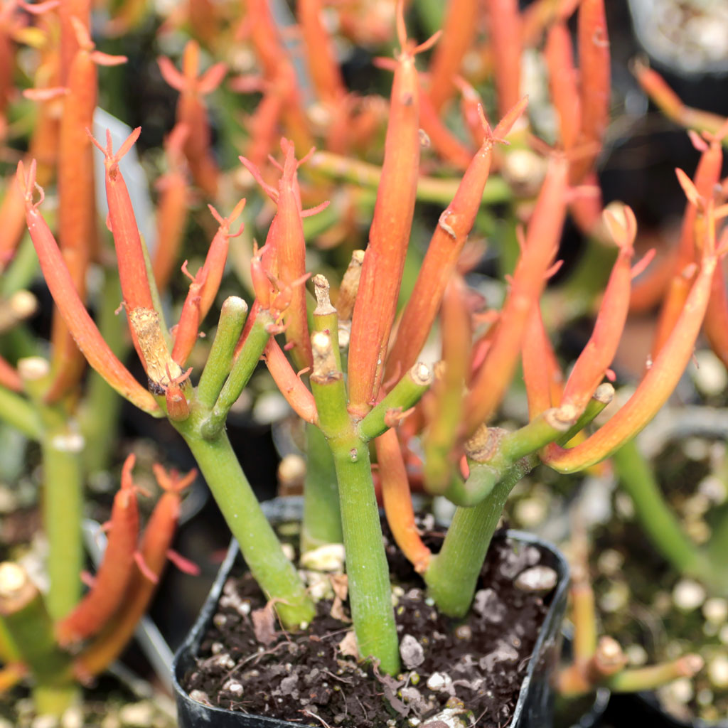 How do I propagate Firesticks?