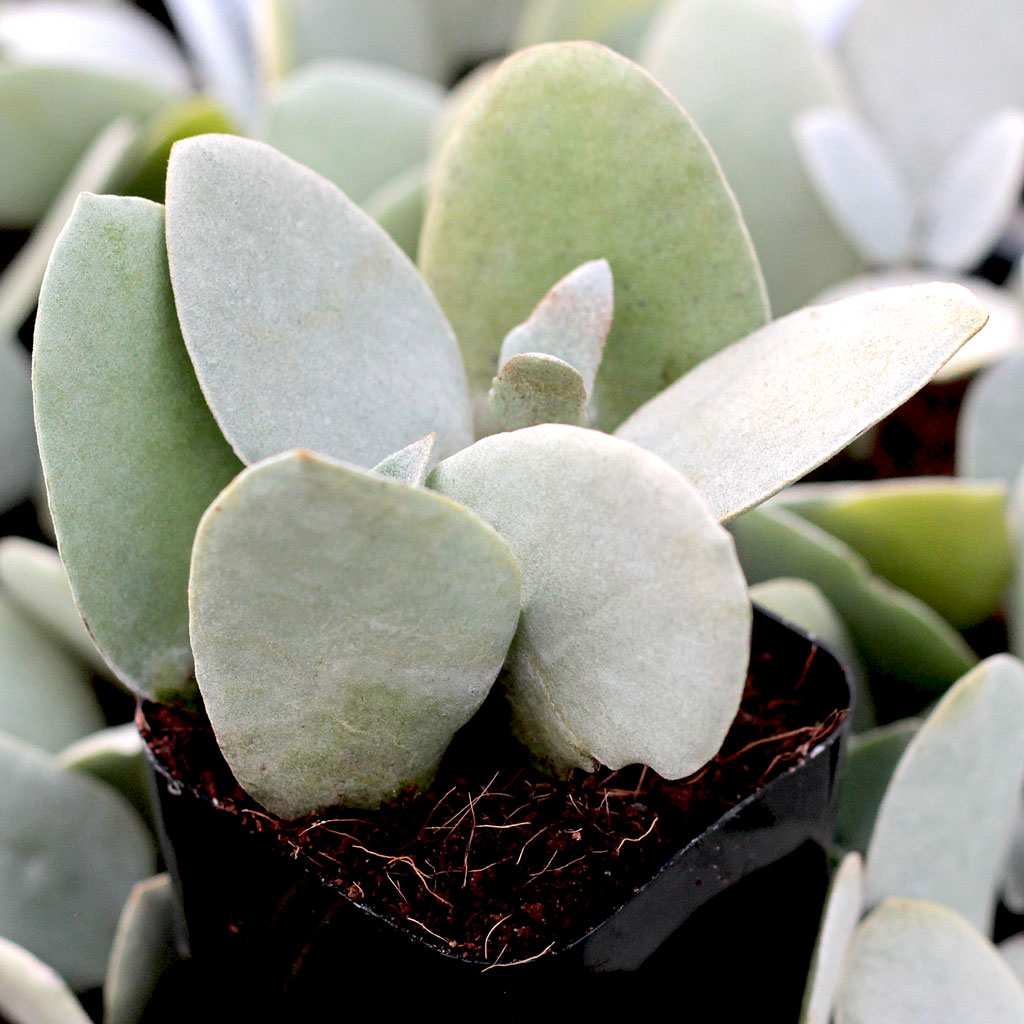 Kalanchoe bracteata - Silver Teaspoons Questions & Answers