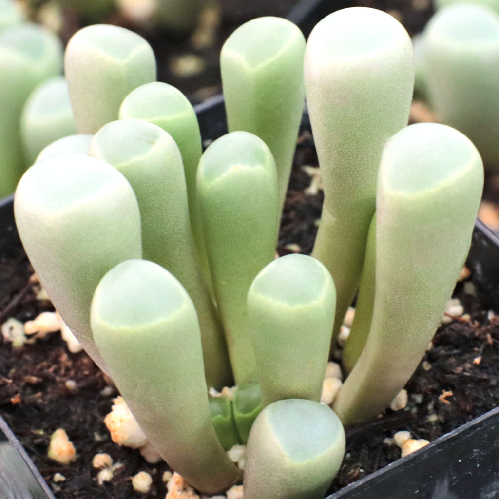 Can I pair , meaning put in one container Aoenium and baby toes in one pot?