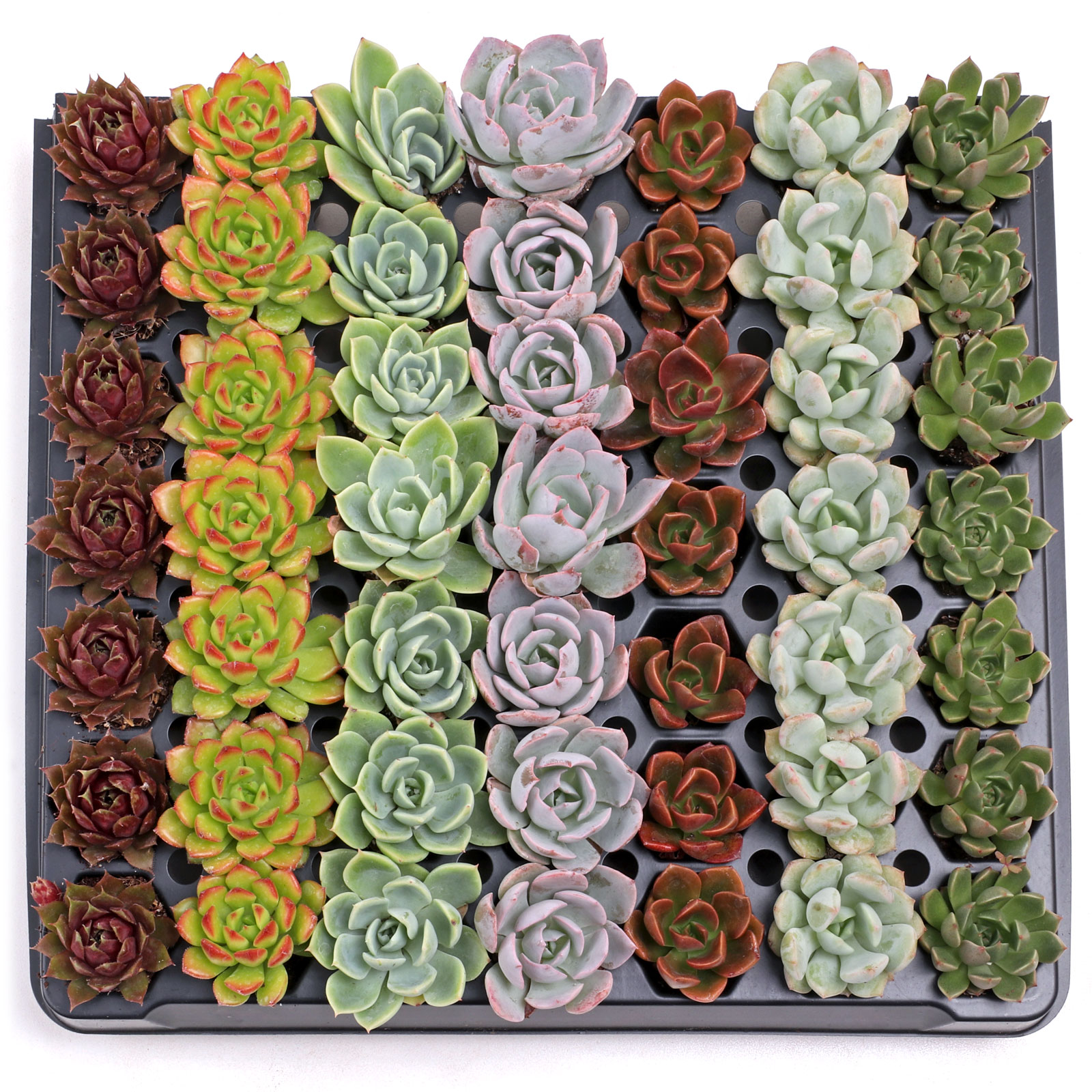 Are all of these hardy succulents in the Rosette Succulent 49 Plug Tray - 7 Varieties