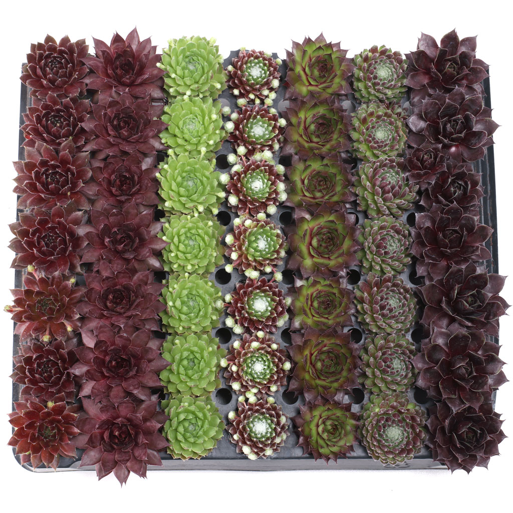 What size pot should I buy for Sempervivum 49 plug tray. We will by using as wedding favors.