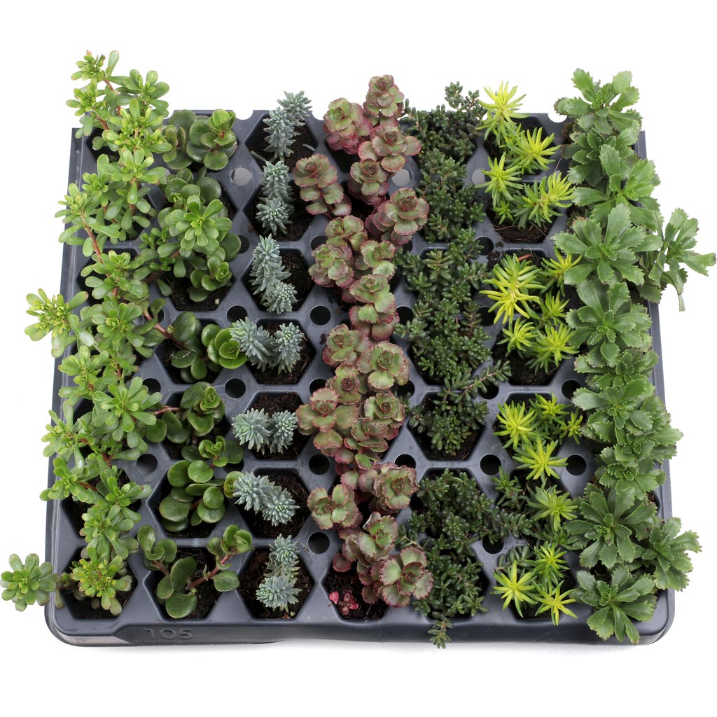 Hardy Sedum Bulk 49 Tray - 7 Types w/ ID - 1.2in Plugs Questions & Answers