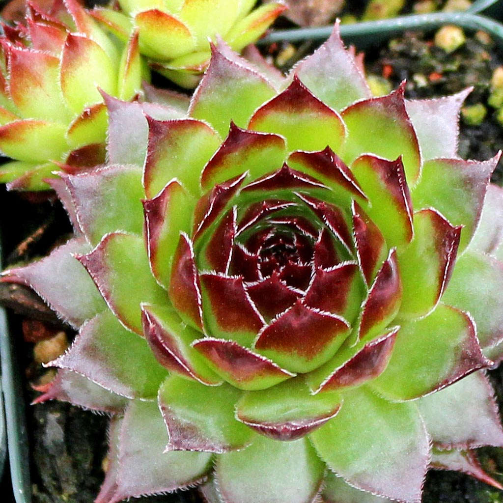 Sempervivum 'Black' Questions & Answers