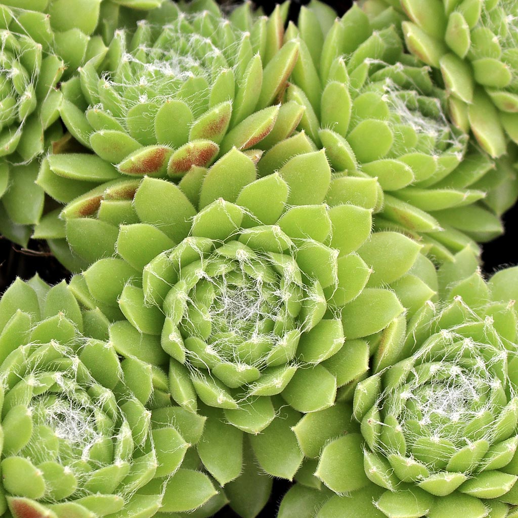 Sempervivum 'Spring Beauty' Questions & Answers