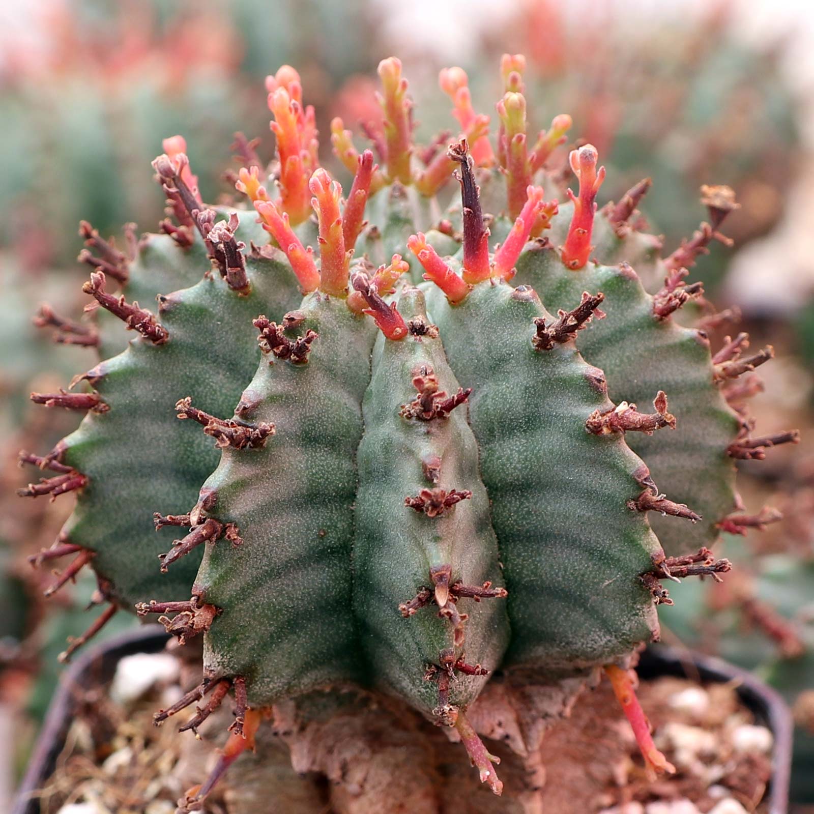 Euphorbia horrida var. nova Questions & Answers