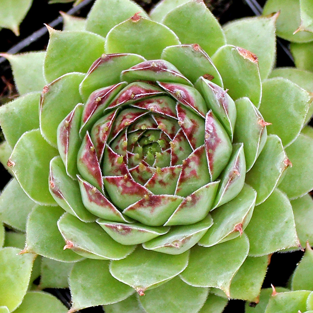 Sempervivum 'Missouri Rose' [exclusive] Questions & Answers