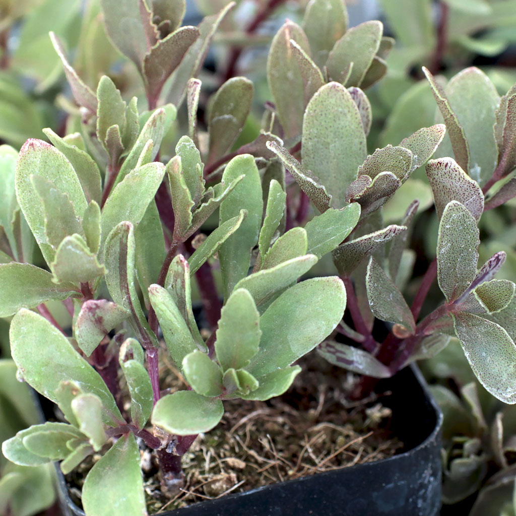 Sedum Sunsparkler® 'Jade Tuffet' Questions & Answers