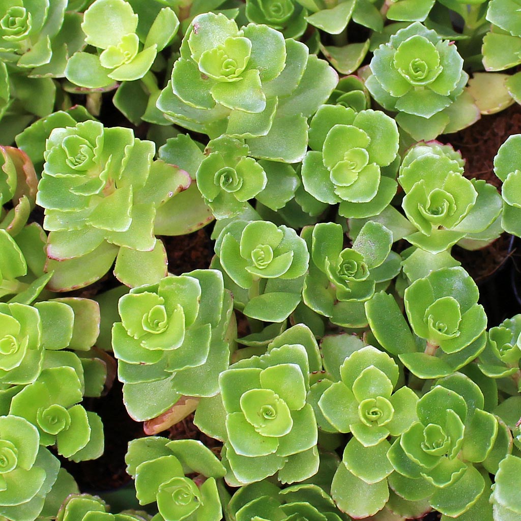 Sedum spurium 'Summer Glory' Questions & Answers