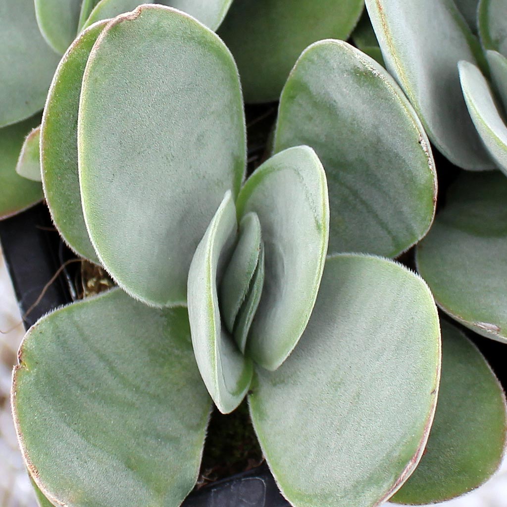 Crassula obvallata: tips of leaves turning black