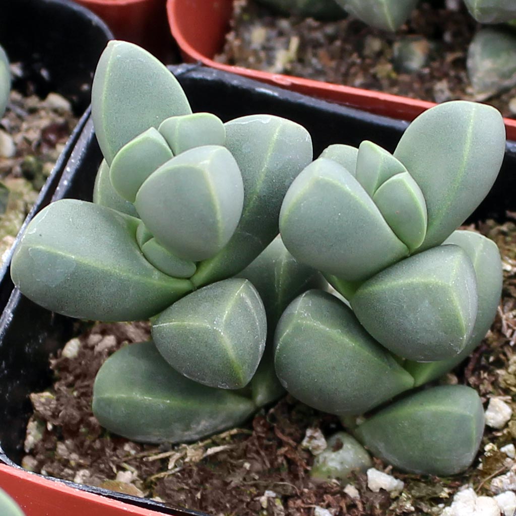 Something is eating the outside of my ice plant. I started spraying it with alcohol as soon as I noticed it.