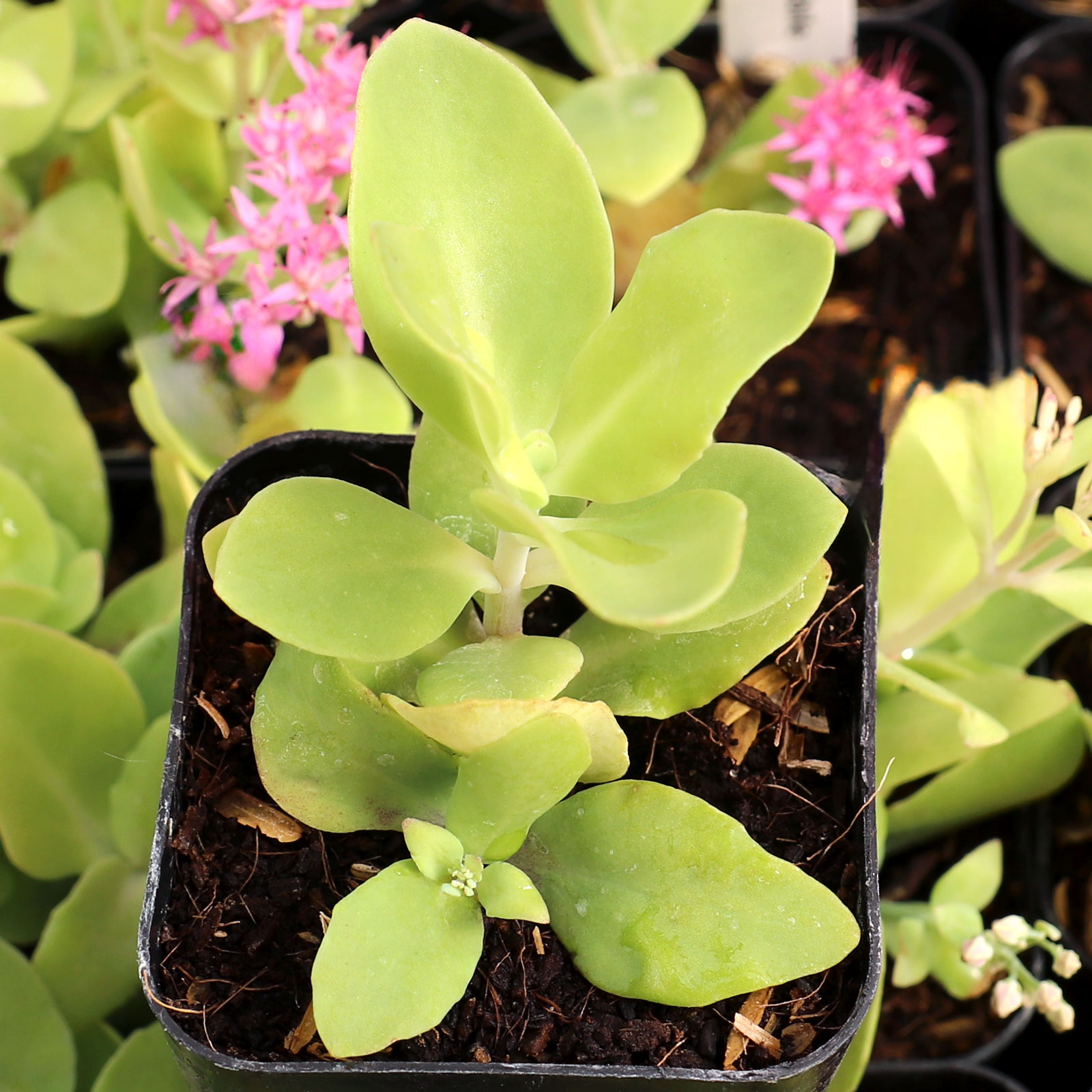 Sedum spectabile 'Rosenteller' [exclusive] Questions & Answers