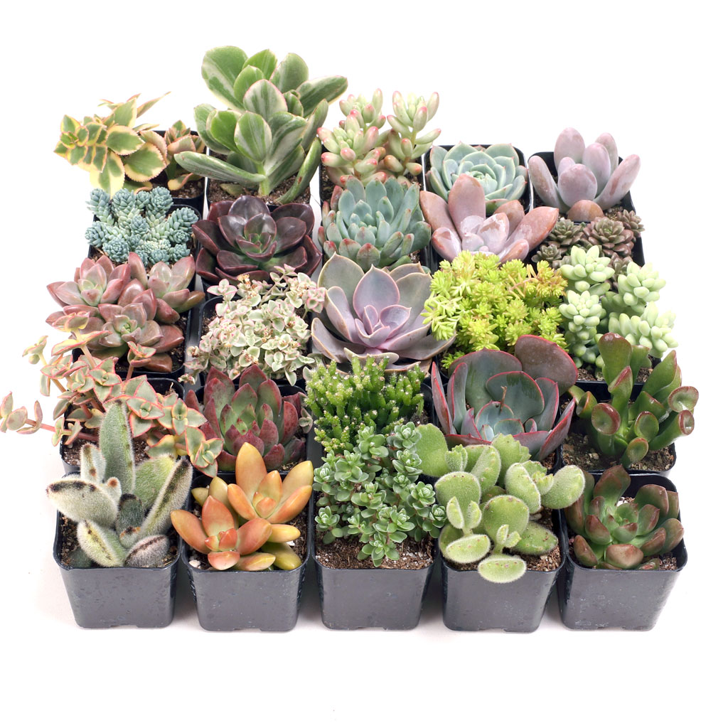 what is the difference between the soft succulent tray and the indoor succulent tray?