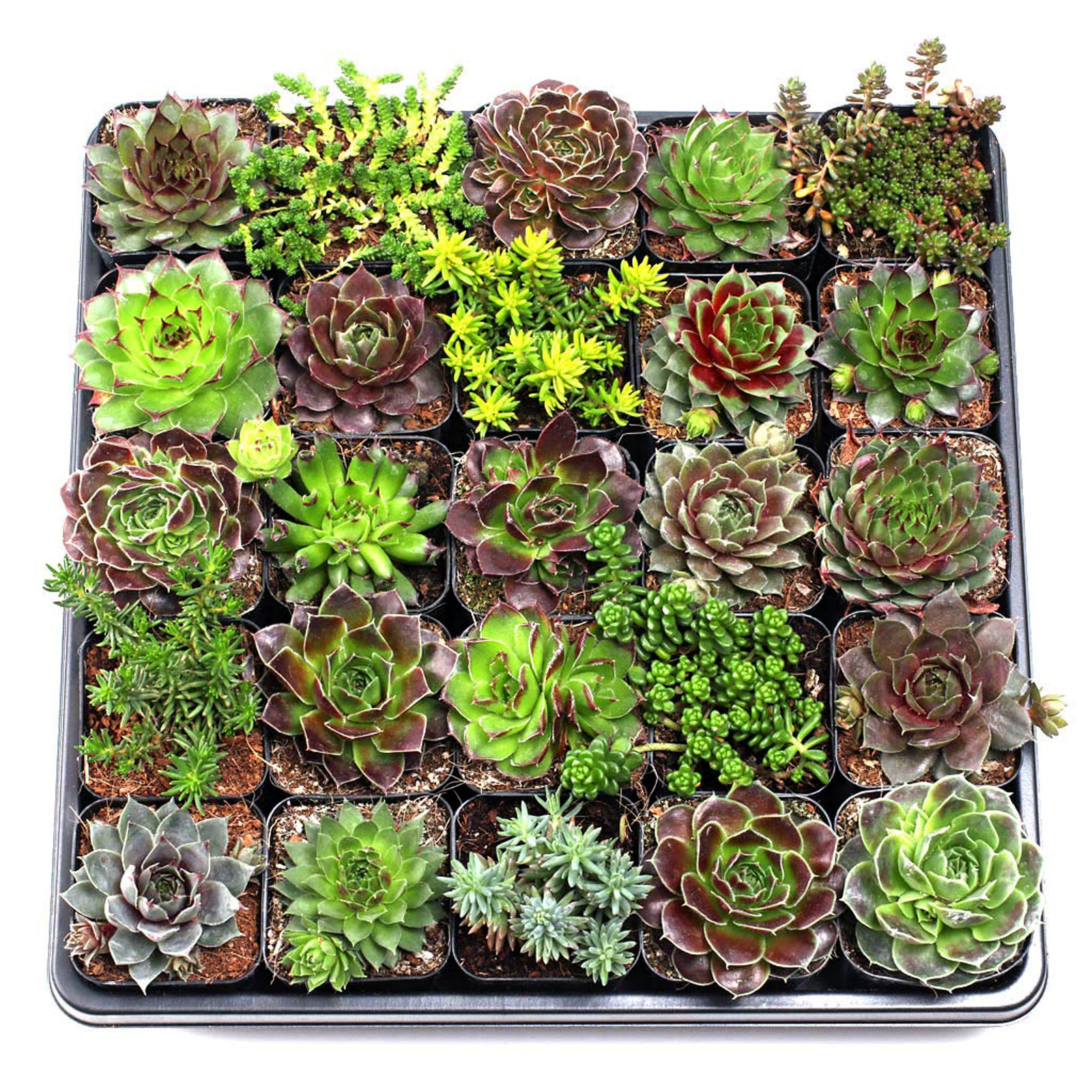 Are these all  25 different  Sempervivum varieties?